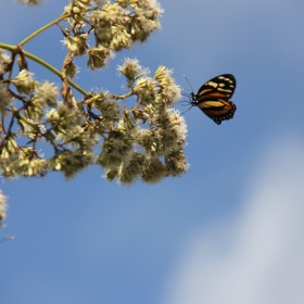 2012-03 Vicentillo